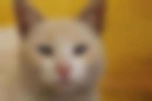 优惠活动详情